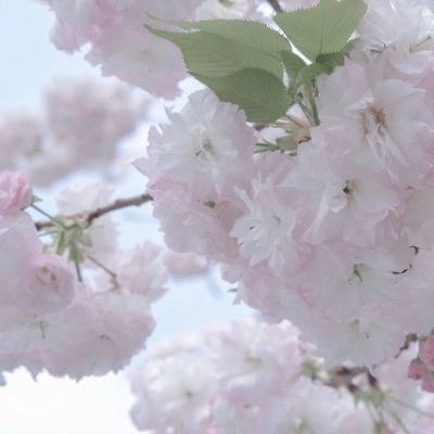 兽设线稿上色教程福瑞群